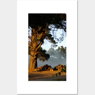 Pine and Piles  - Adelaide Hills Wine Region - Fleurieu Peninsula - by South Australian artist Avril Thomas Posters and Art